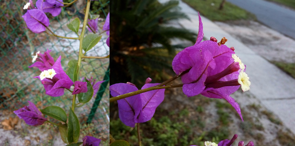 [Two images spliced together. The one on the left is the vine which is vertical in the image. Green leaves grow from the main vine. Offshoots from the vine end in what appear to be purple leaves which surround two purple protrusions which are each capped by a small white flower. It's like there's a flower in the flower. The right image is a close view of the bloom.]